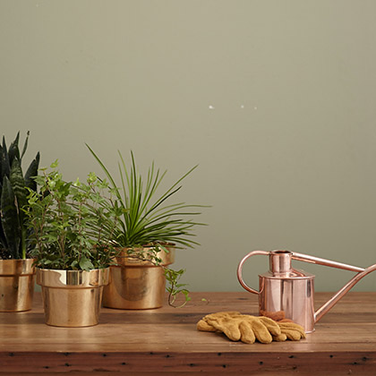 Small house plants, gardening gloves and watering can